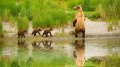 Bear Family near River in Spring Painting from Photos to Art
